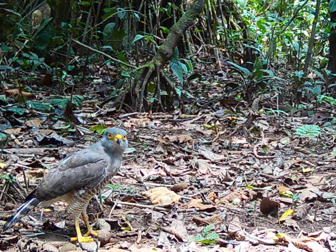 Buteogallus schistaceusGavilán Pizarroso Ësë wiwe