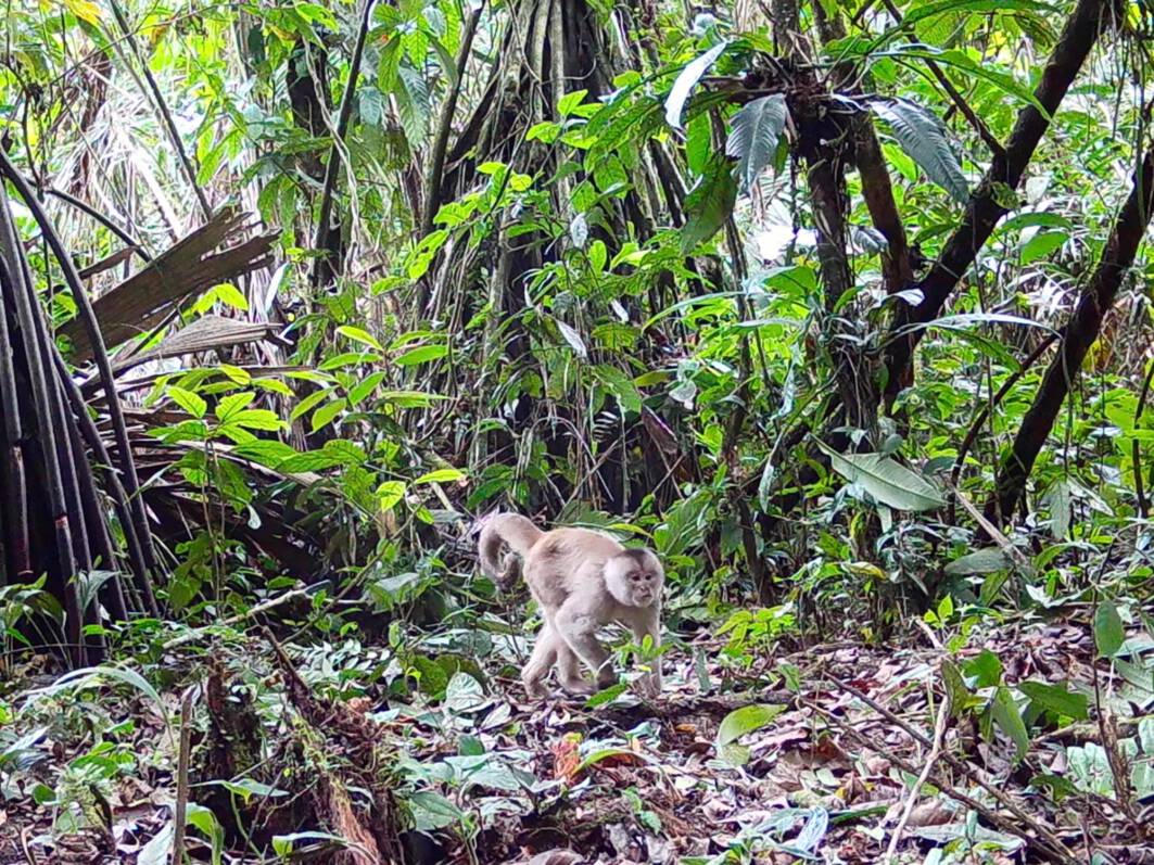 Cebus yuracusCapuchino blanco Take
