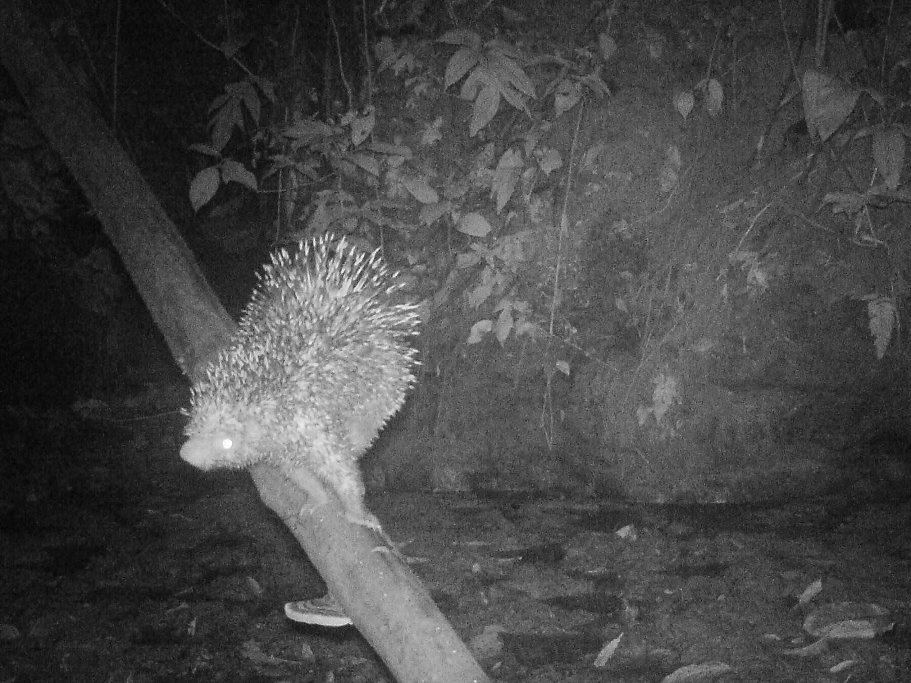 Coendou longicaudatusPuerco espín brasileño So´to