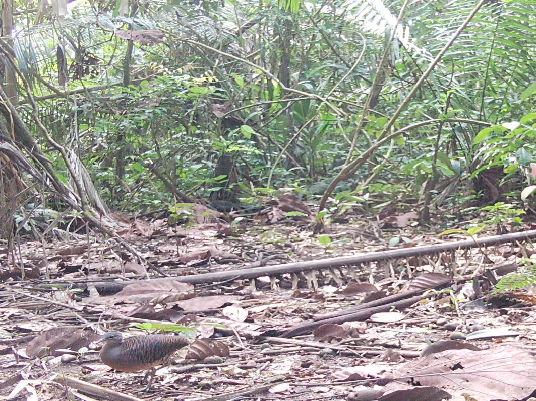 Crypturellus souiTinamú chico Totojëo