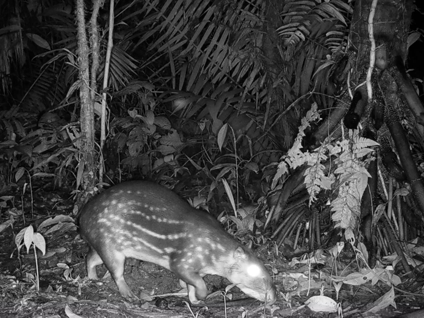 Cuniculus pacaPaca de tierras bajas Mako seme