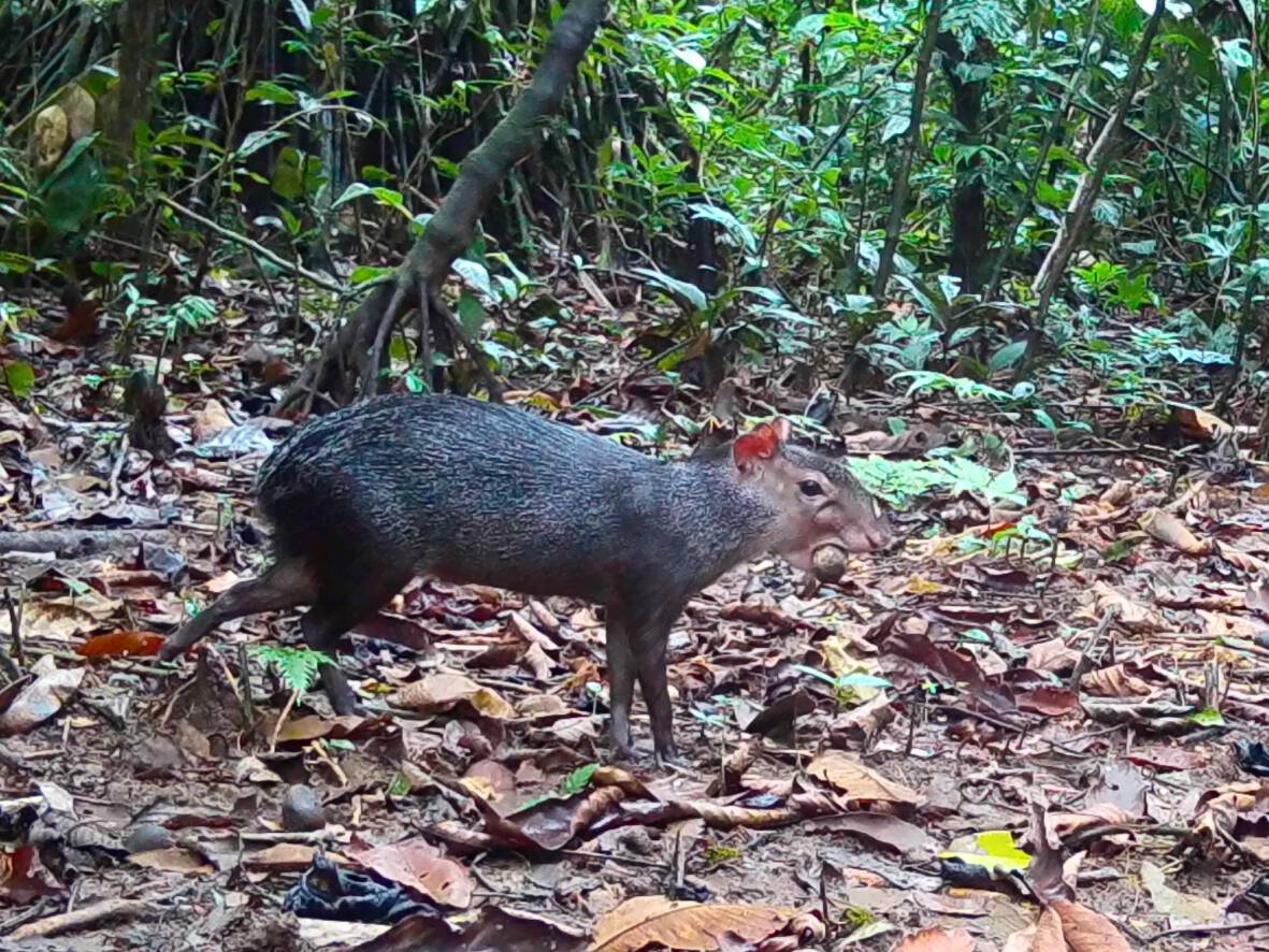 Dasyprocta fuliginosaAgutí negro Wë