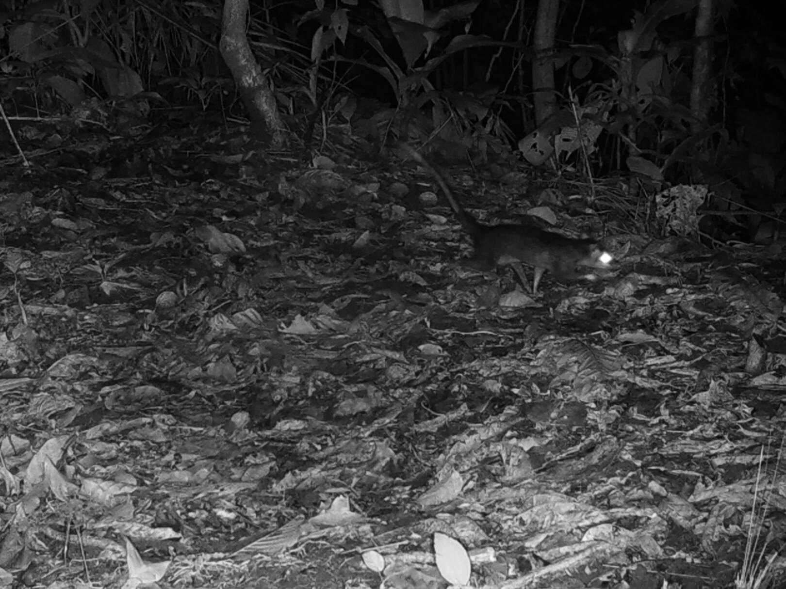 Dasypus novemcinctusArmadillo de nueve bandas Okojamu