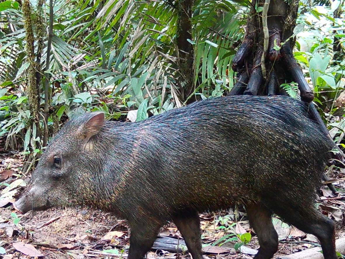 Dicotyles tajacuPecarí de collar Ya´wë