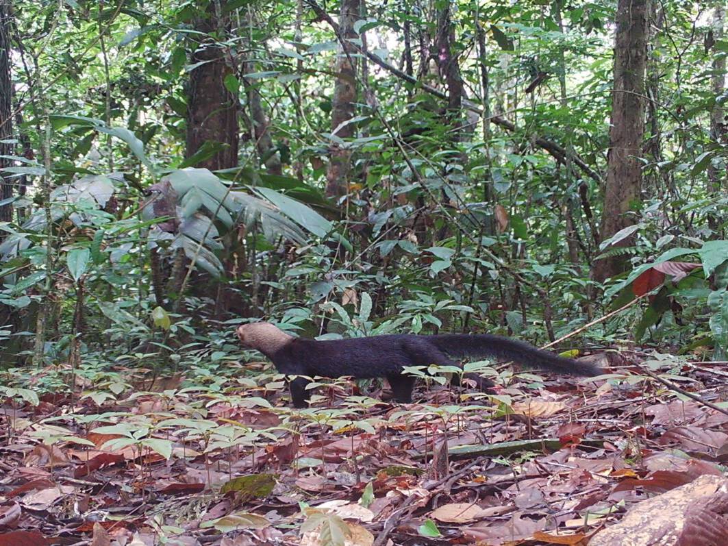 Eira barbaraTaira Kope Yai