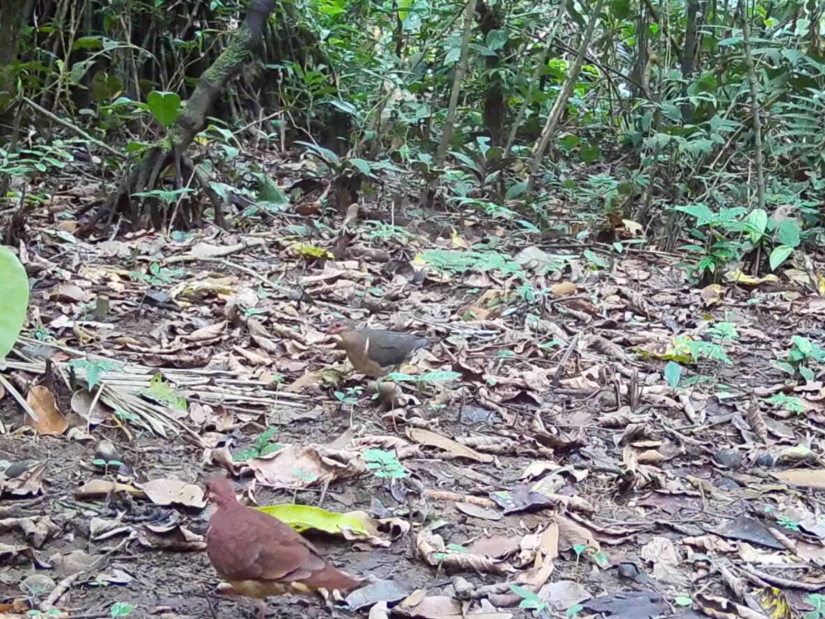 Geotrygon montanaPaloma Su´te