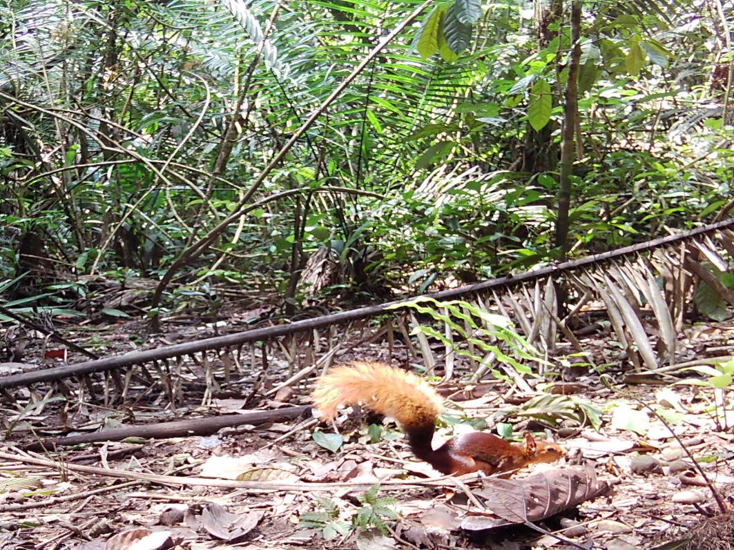 Hadrosciurus spadiceusArdilla roja Sësëko