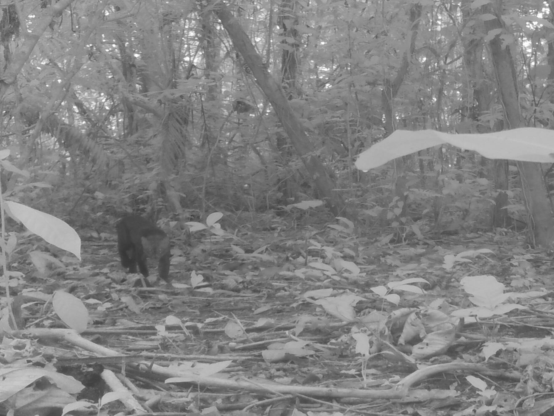 Herpailurus yagouaroundiYaguarundi Neakuriyai