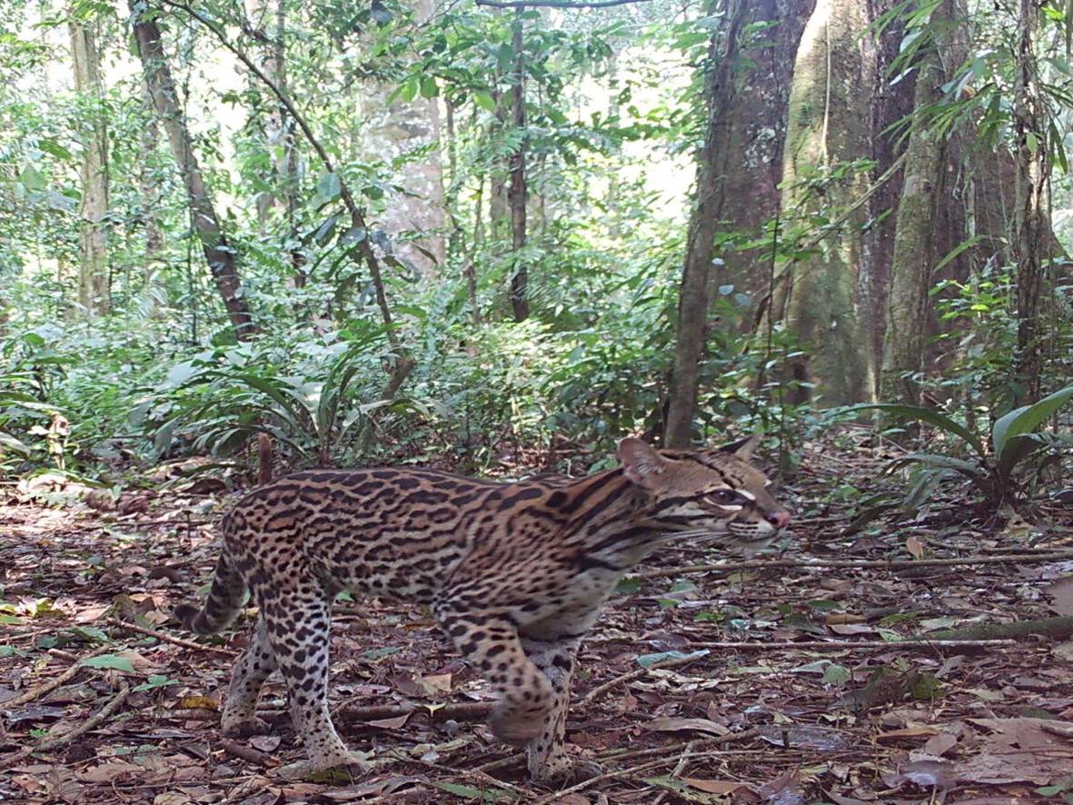 Leopardus pardalisOcelote Wëyai