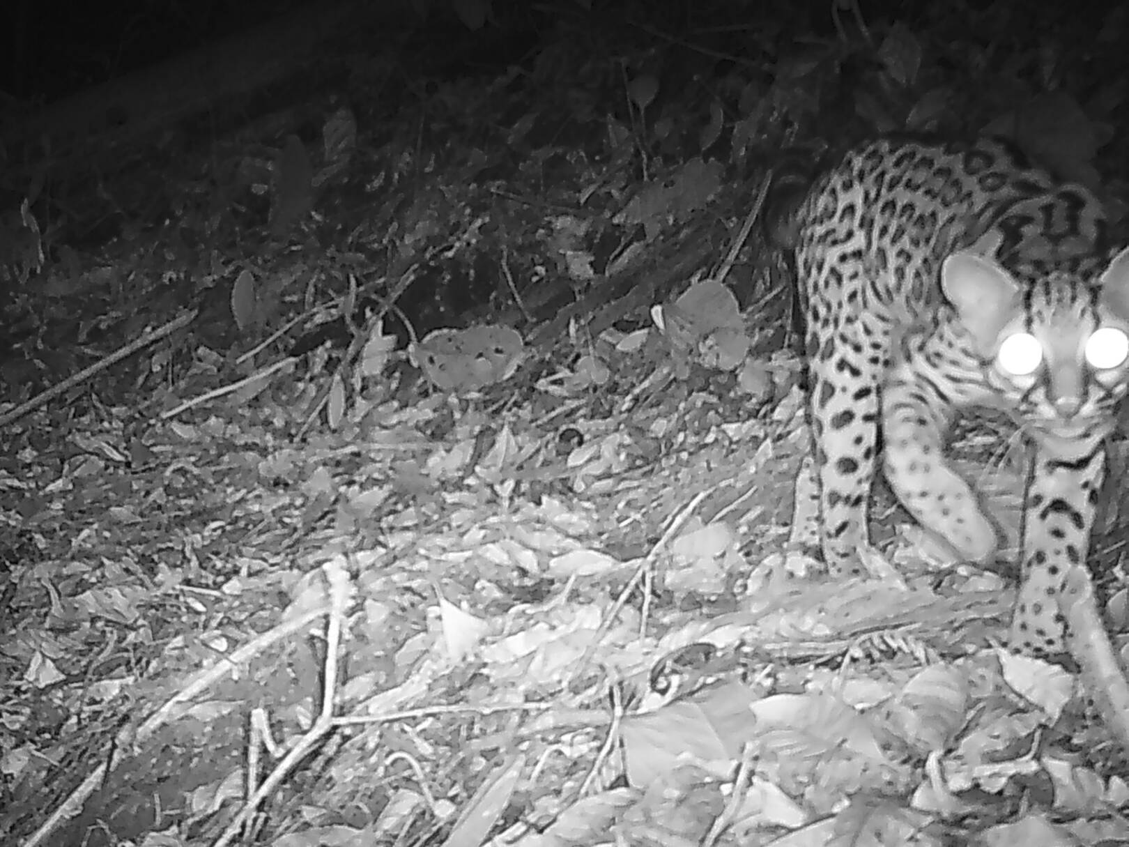 Leopardus wiediiMargay Tëworo yai