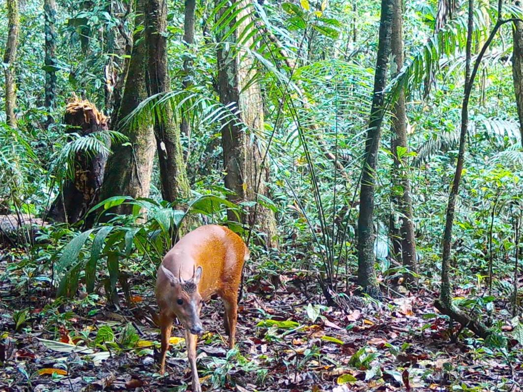 Mazama americanaCorzuela roja Ma ñama