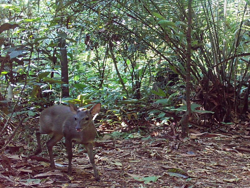 Mazama nemorivagaCorzuela marrón A`soñama