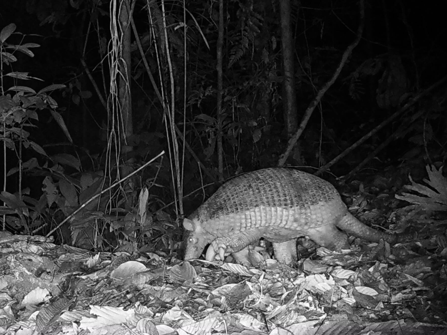 Metachirus nudicaudatusZarigüeya de cuatro ojos Pe´e