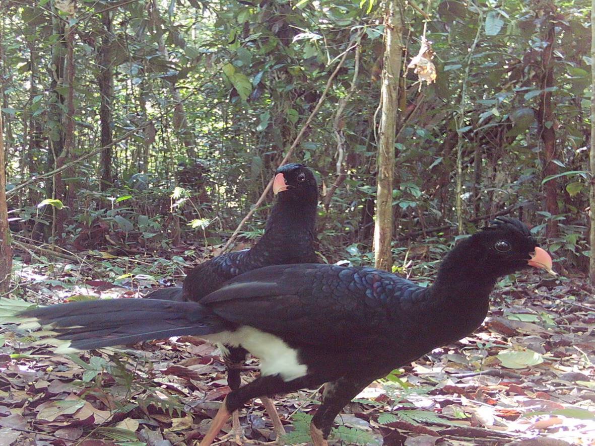 Mitu salviniPaujil Kë´jepë