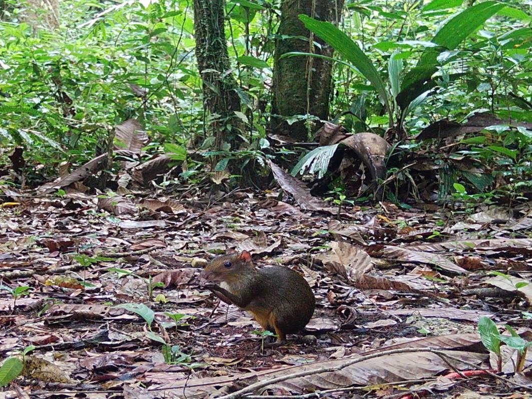 Myoprocta prattiAcuchí verde Wa´so