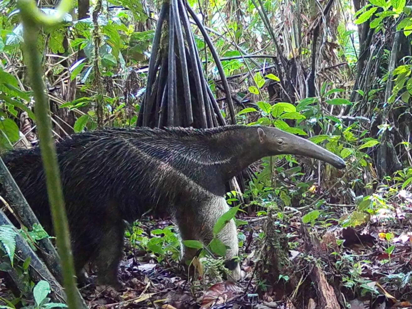 Myrmecophaga tridactylaOso hormiguero gigante Mie