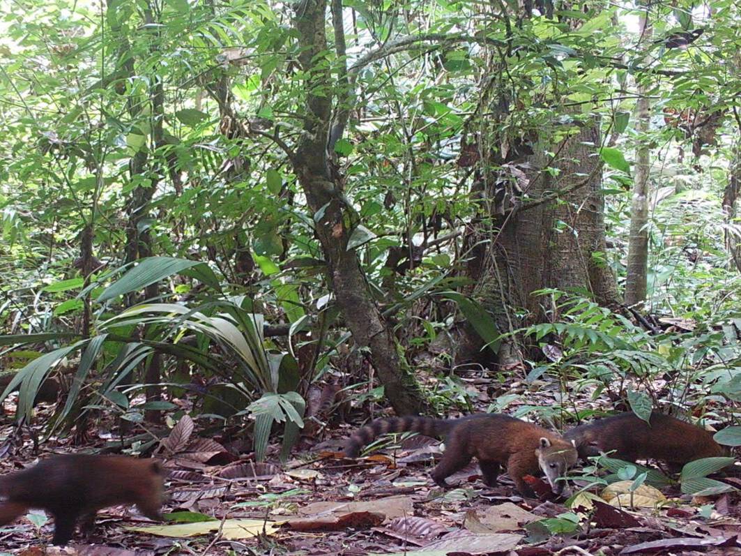 Nasua nasuaCoatí sudamericano Kweji