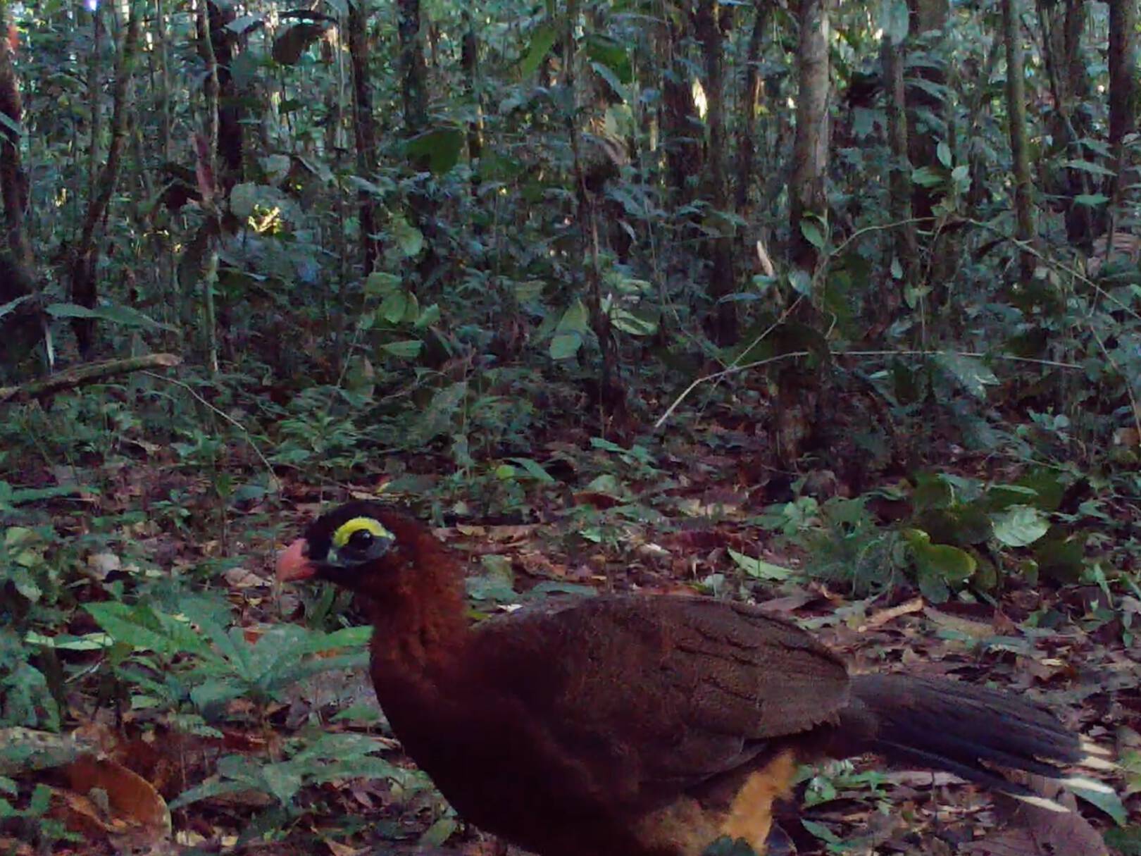 Nothocrax urumutumPavón nocturno Përiri