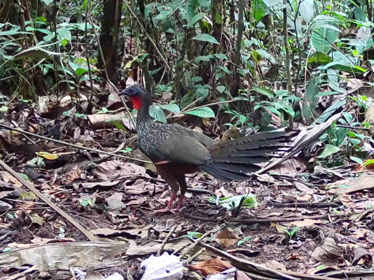 Penelope jacquacuPava de Spix Ta´mu