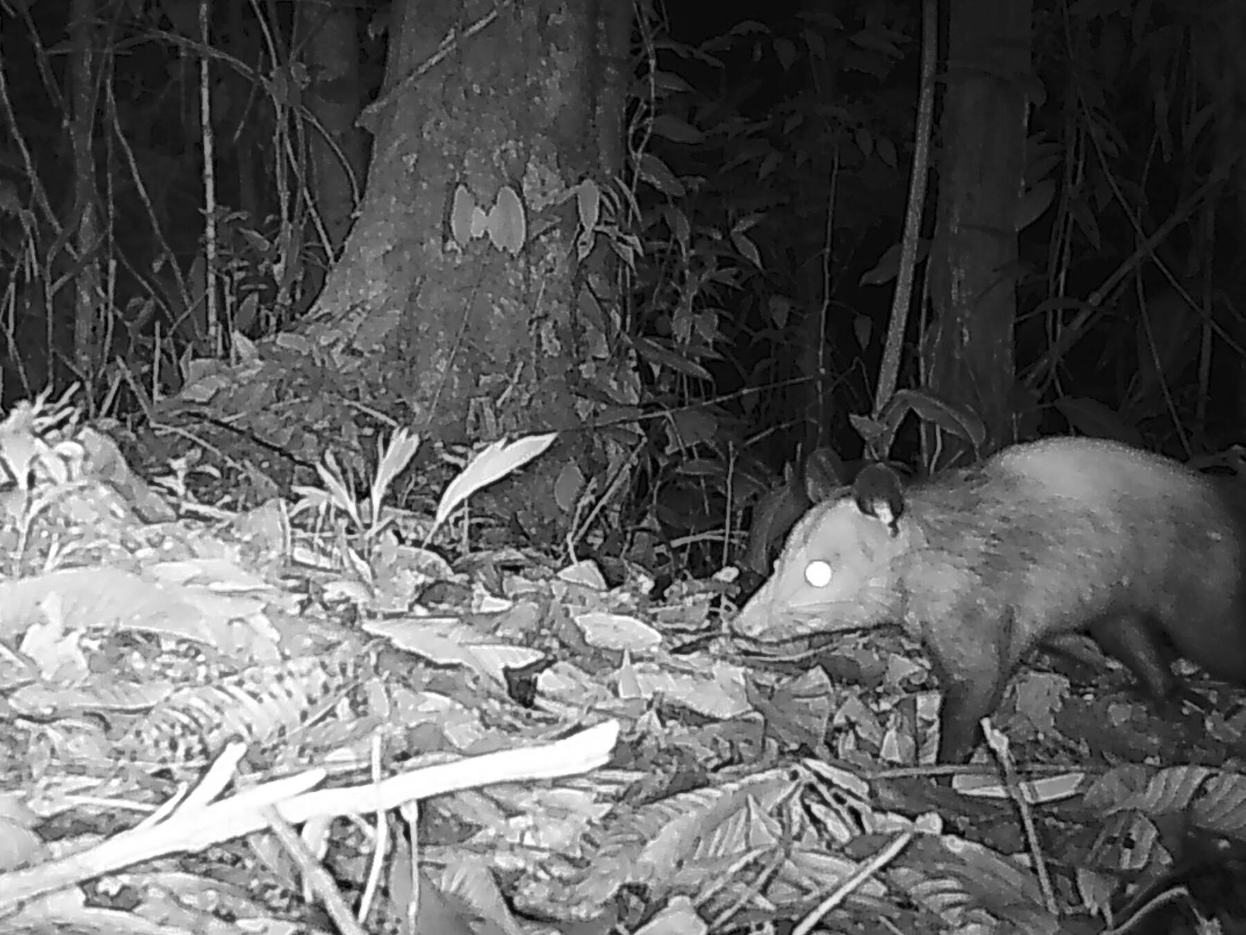 Philander andersoniZarigüeya de cuatro ojos Ë´tëyai