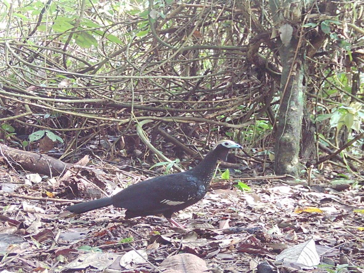 Pipile cumanensisPava Silbosa Goliazul Uje