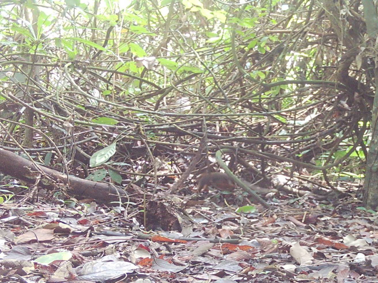 Plecturocebus discolorTiti rojizo Ma wa´o