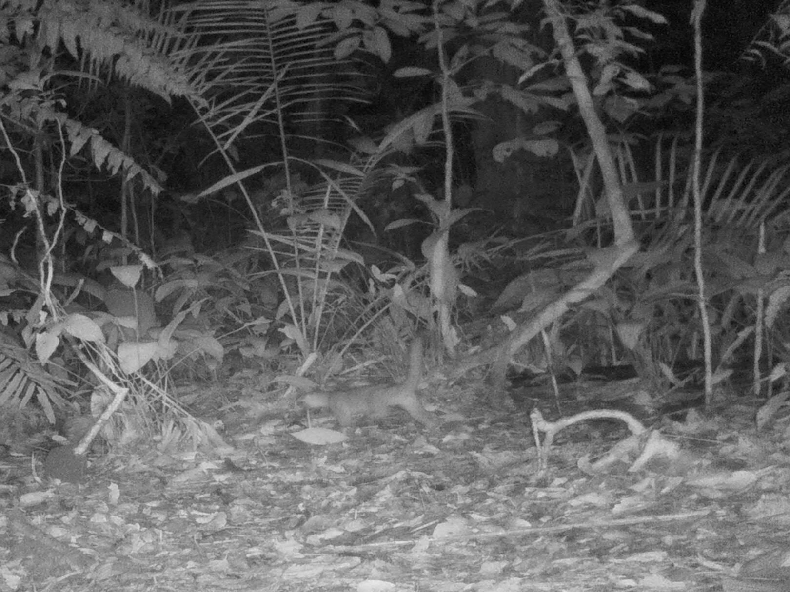 Potos flavusKinkajú Ñami naso