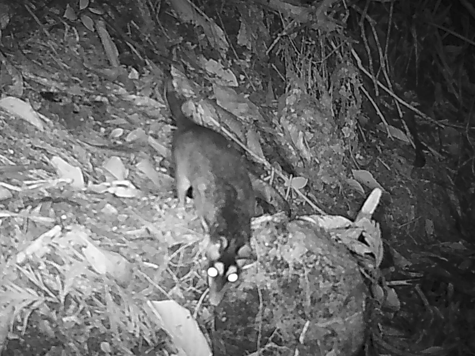 Priodontes maximusArmadillo gigante Oreo