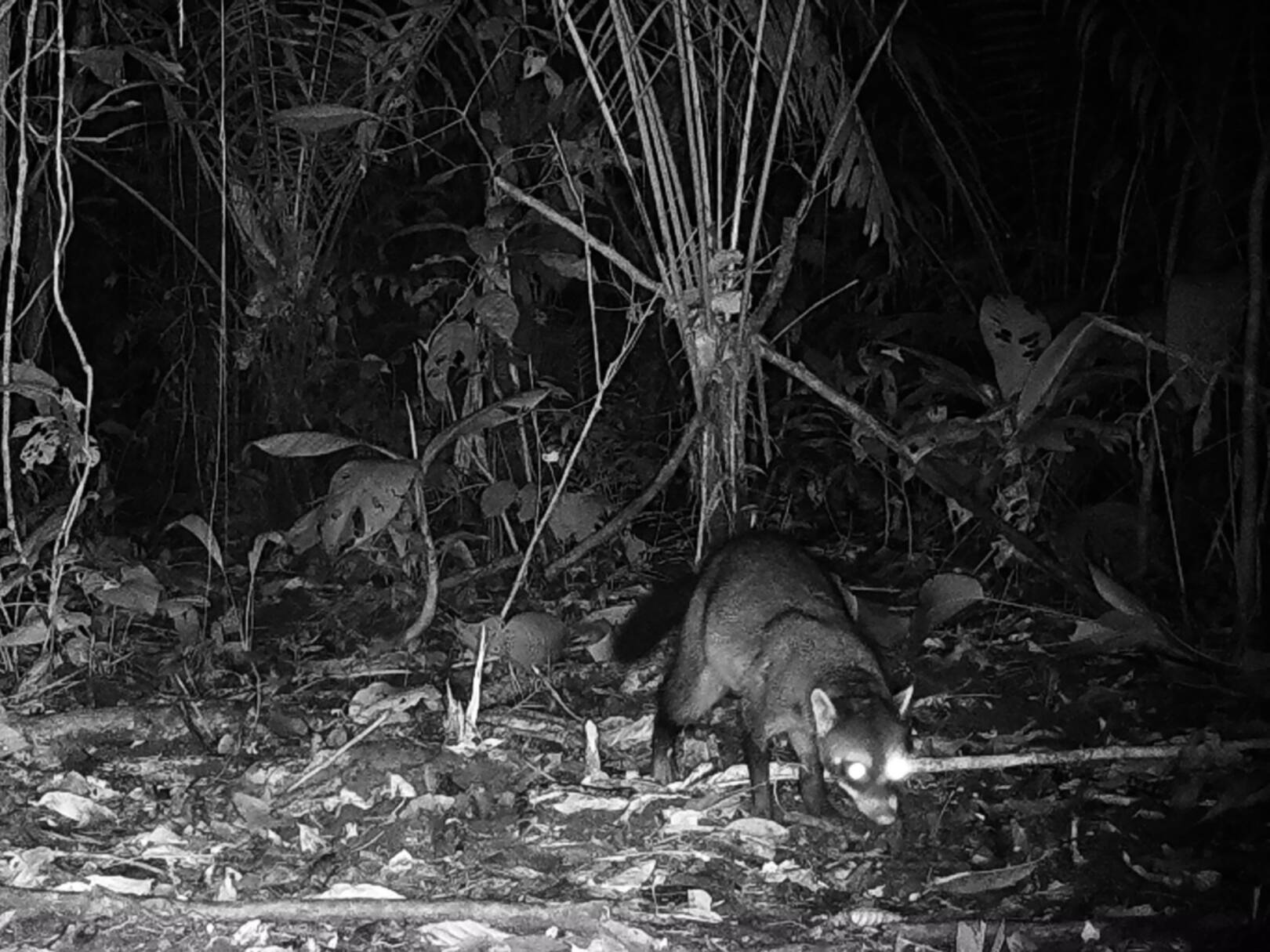 Procyon cancrivorusMapache cangrejero kweji yai