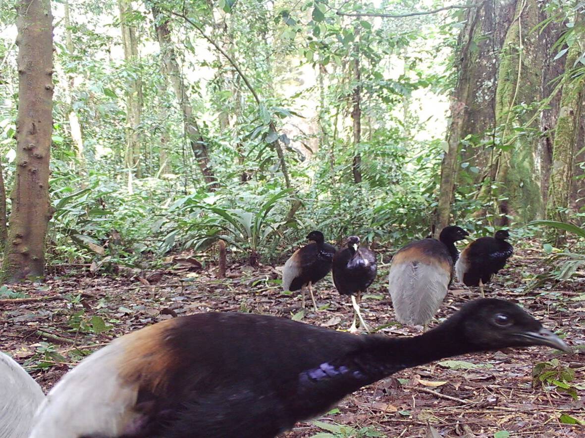 Psophia crepitansTrompetero aligris Tëtë