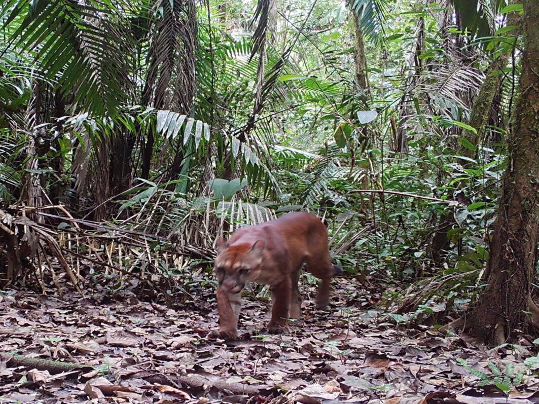Puma concolorPuma Mayai