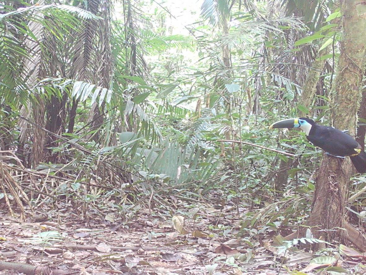 Ramphastos tucanusTucán Goliblanco Ñase