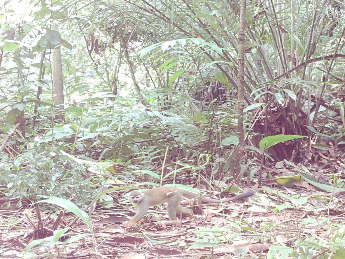 Saimiri cassiquiarensisMono ardilla Posisi