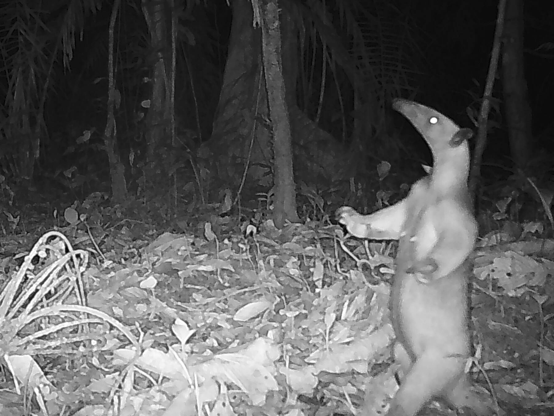 Tamandua tetradactylaTamandúa sureño Yuyu