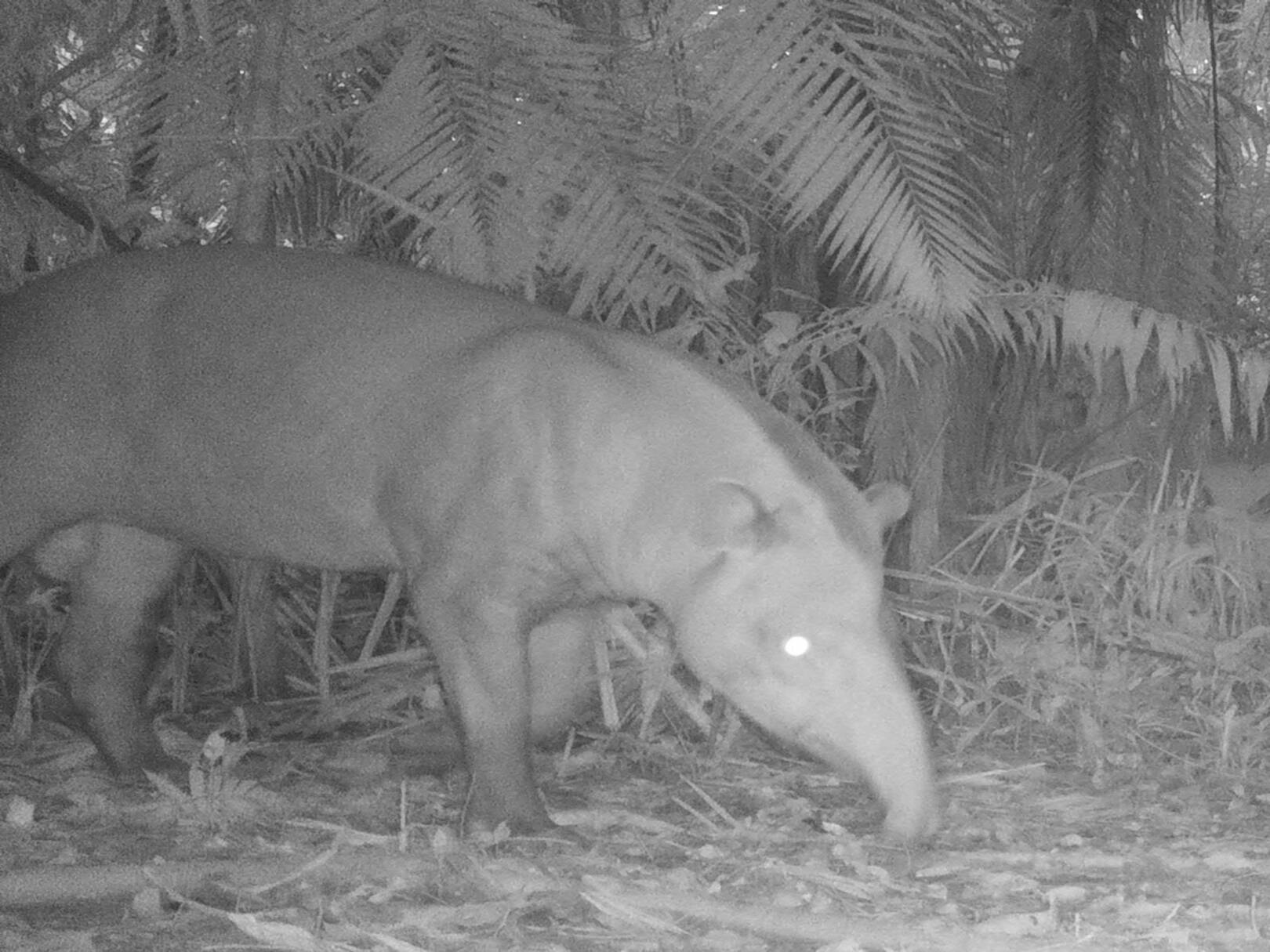 Tapirus terrestrisTapir amazónico Wekë