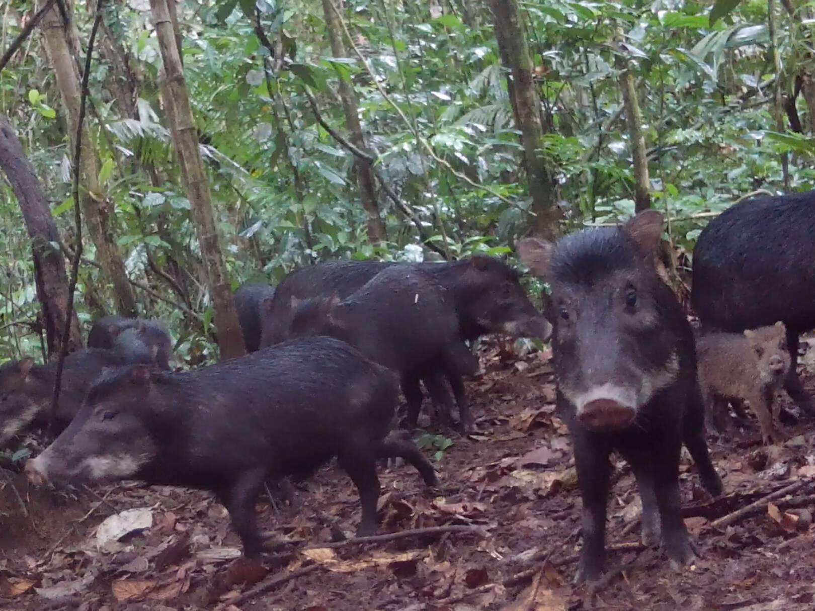 Tayassu pecariPecarí de labio blanco Sese