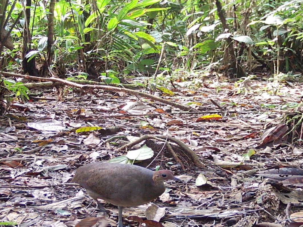 Tinamus majorTinamú grande Yoto