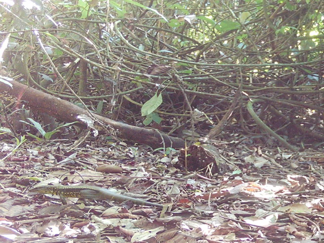 Tupinambis cuzcoensisTegúes de la selva Pu`ewë